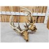 Image 7 : 2 Sets Of Locked Whitetail Antlers On Skulls