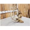 Image 8 : 2 Sets Of Locked Whitetail Antlers On Skulls