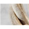 Image 9 : 2 Sets Of Locked Whitetail Antlers On Skulls