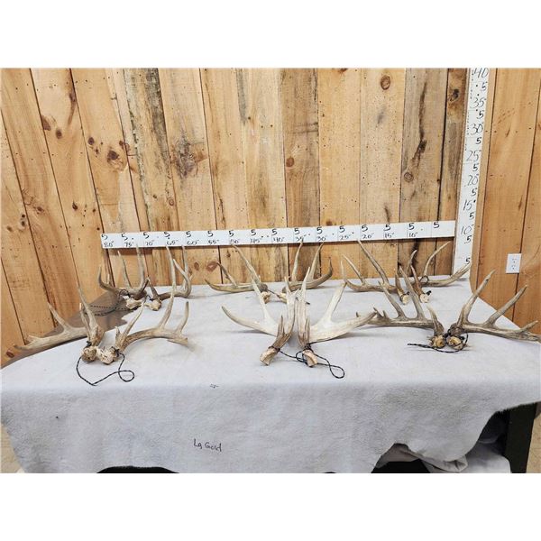 6 Matched Sets Of Whitetail Antlers