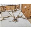 Image 2 : 6 Matched Sets Of Whitetail Antlers