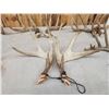 Image 4 : 6 Matched Sets Of Whitetail Antlers