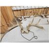 Image 6 : 6 Matched Sets Of Whitetail Antlers