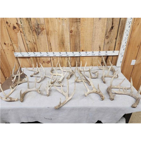31 Lbs Of Wild Whitetail Shed Antlers
