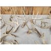 Image 3 : 31 Lbs Of Wild Whitetail Shed Antlers