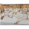 Image 4 : 31 Lbs Of Wild Whitetail Shed Antlers