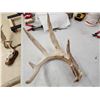 Image 6 : 31 Lbs Of Wild Whitetail Shed Antlers