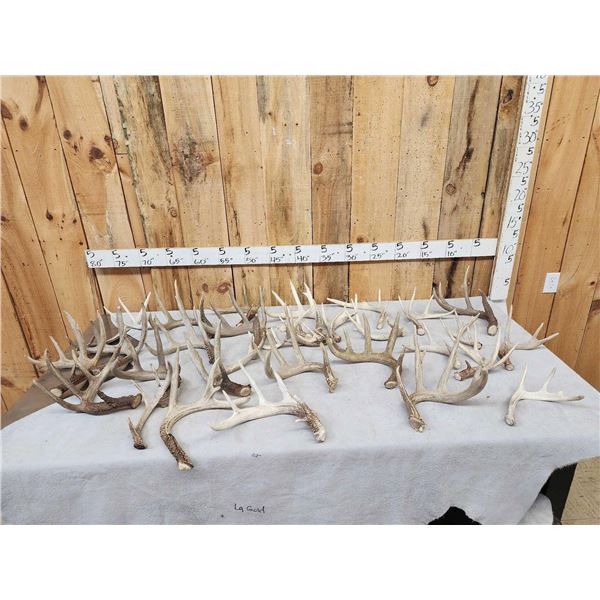32.9 Lbs Of Whitetail Shed Antlers
