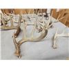 Image 2 : 32.9 Lbs Of Whitetail Shed Antlers