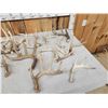 Image 3 : 32.9 Lbs Of Whitetail Shed Antlers