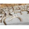 Image 5 : 32.9 Lbs Of Whitetail Shed Antlers