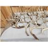 Image 7 : 32.9 Lbs Of Whitetail Shed Antlers