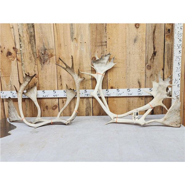16.9 Lbs Of Caribou Antlers