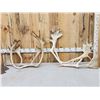 Image 1 : 16.9 Lbs Of Caribou Antlers
