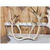 Image 2 : 16.9 Lbs Of Caribou Antlers