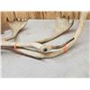 Image 4 : 16.9 Lbs Of Caribou Antlers
