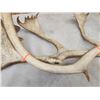 Image 5 : 16.9 Lbs Of Caribou Antlers