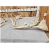 Image 6 : 16.9 Lbs Of Caribou Antlers