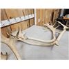 Image 7 : 16.9 Lbs Of Caribou Antlers