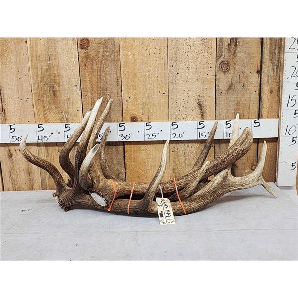 22.2 Lbs Of Elk Antler
