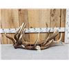 Image 1 : 22.2 Lbs Of Elk Antler