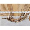 Image 2 : 22.2 Lbs Of Elk Antler