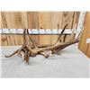 Image 3 : 22.2 Lbs Of Elk Antler