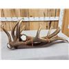 Image 4 : 22.2 Lbs Of Elk Antler