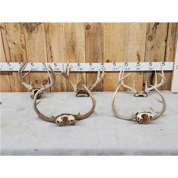 5 Sets Of Whitetail Antlers On Skull Plate