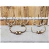 Image 1 : 5 Sets Of Whitetail Antlers On Skull Plate