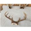 Image 3 : 5 Sets Of Whitetail Antlers On Skull Plate