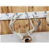 Image 4 : 5 Sets Of Whitetail Antlers On Skull Plate