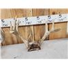 Image 5 : 5 Sets Of Whitetail Antlers On Skull Plate