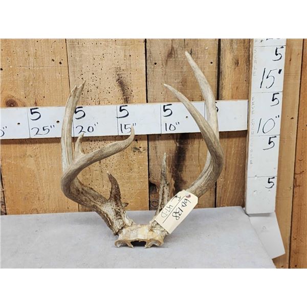 BIG 3x4 Whitetail Antlers On Skull Plate