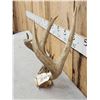 Image 2 : BIG 3x4 Whitetail Antlers On Skull Plate