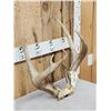 Image 3 : BIG 3x4 Whitetail Antlers On Skull Plate