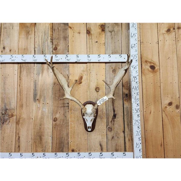 Big Fallow Deer Antlers On Skull
