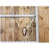 Image 1 : Big Fallow Deer Antlers On Skull