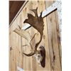 Image 2 : Big Fallow Deer Antlers On Skull