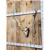 Image 3 : Big Fallow Deer Antlers On Skull