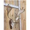 Image 4 : Big Fallow Deer Antlers On Skull