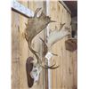 Image 5 : Big Fallow Deer Antlers On Skull