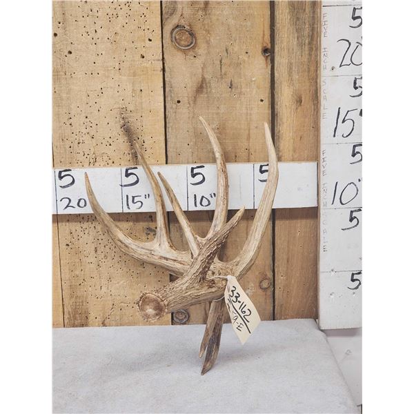 Big Main Frame 5 Point Double Droptine Whitetail Shed Antler