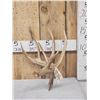 Image 1 : Big Main Frame 5 Point Double Droptine Whitetail Shed Antler