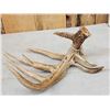 Image 3 : Big Main Frame 5 Point Double Droptine Whitetail Shed Antler