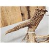 Image 4 : Big Main Frame 5 Point Double Droptine Whitetail Shed Antler