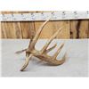 Image 5 : Big Main Frame 5 Point Double Droptine Whitetail Shed Antler