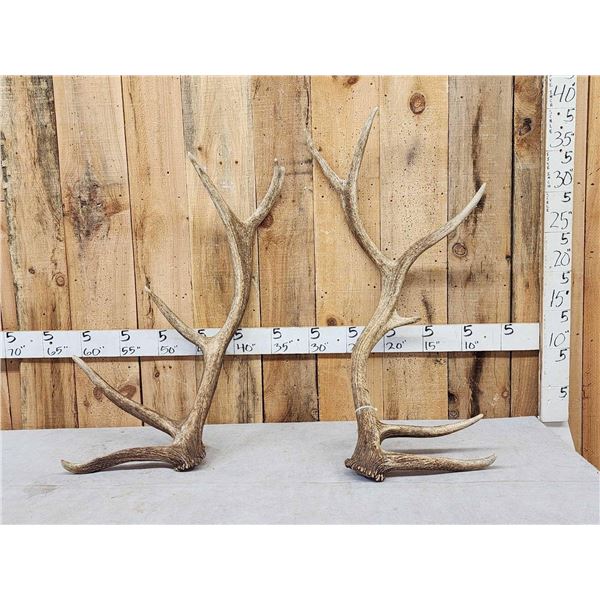 19.1 Lbs Of Elk Shed Antlers