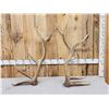 Image 1 : 19.1 Lbs Of Elk Shed Antlers