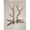 Image 2 : 19.1 Lbs Of Elk Shed Antlers
